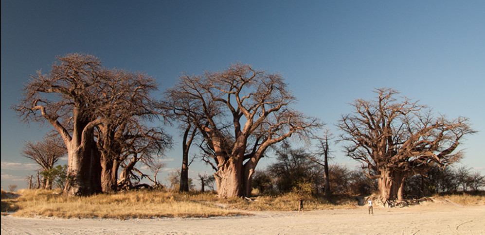 Nxai Pan National Park, North-Central Botswana, Botswana